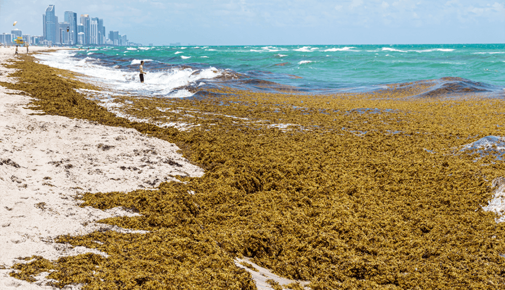 Sargazo acumulado en la playa de Quintana Roo, afectando el paisaje y la actividad turística en la zona costera.