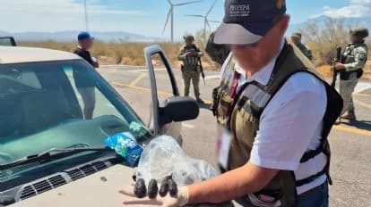 Agente de Profepa inspecciona pepinos de mar decomisados en un operativo en Baja California, evidenciando el tráfico ilegal de especies.